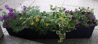 Für die überwinterung gibt es mehrere möglichkeiten, lediglich im freien sollten sie die sehr frostempfindlichen pflanzen nicht lassen. Was Pflanzt Ihr So In Eure Balkonkasten Und Wieviel Gebt Ihr Dafur Aus Haus Garten Forum Chefkoch De
