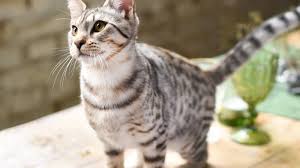 Savannah Caractere Sante Alimentation Prix Et Entretien Bengal, siamois je cherche un chat de 3 ans ou moins pour une famille aimante. savannah caractere sante