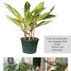 American plant exchange stromanthe tricolor easy care live prayer plant, 6 pot, indoor/outdoor air purifier $29.99 usually ships within 5 to 7 days. 1
