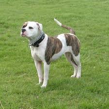 Everything » pets and animals » dogs and puppies » american bulldog. American Bulldog Fun Facts And Crate Size Pet Crates Direct