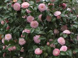 Children Of The Corm A Charleston Garden Blog Shade Plants Plants Indoor Flowering Plants