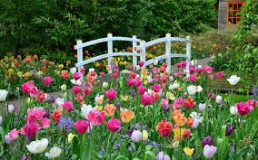 Wenn sie die niederländischen tulpenfelder in voller blühe erleben möchten, sollten sie holland im april und mai besuchen. Tulpenblute In Holland 2021 Wann Ist Die Beste Reisezeit Keukenhof