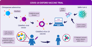 Germany's vaccine commission, stiko, has advised that. About The Oxford Covid 19 Vaccine Research University Of Oxford