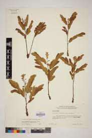 Image result for Cryptosepalum maraviense