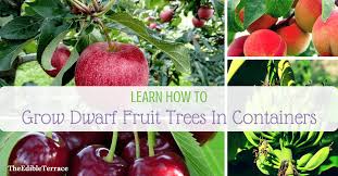 Most fruit can be harvested while standing on the ground. Learn How Growing Dwarf Fruit Trees In Containers Is Doable