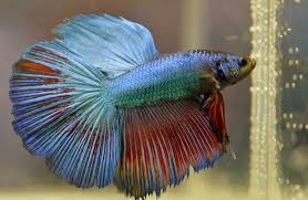 Make sure to take note if they have white small spots, white large spots, or their overall. How To Treat Sick Betta Fish Fish Hobbyist