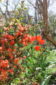 Maybe you would like to learn more about one of these? Chaenomeles Speciosa Japanese Quince Balkan