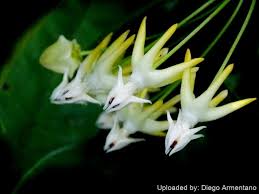 Image result for hoya multiflora