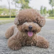 Let us know if you see one that catches your eye. Poodle Puppies For Sale Puppyspot