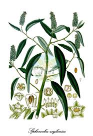 Image result for Sphenocleaceae