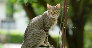 Katzen sind zwar eines der beliebtesten haustiere. Katzenkot Im Garten Unterbinden Mein Schoner Garten