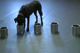 Debbie stoewen dvm, msw, rsw, phd; Iu And Va Study Aims To Develop Better Test For Prostate Cancer News Indiana Public Media