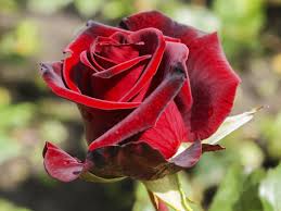 And everybody on the street acted like they were on tv and i thought: The Meaning Of Flowers In Our Dreams Floraqueen