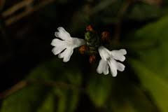 Image result for Elytraria acaulis