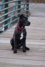 kopek dunyasi adli kullanicinin 2021 satilik cane corso fiyatlari panosundaki pin cane corso kopek bekci kopegi