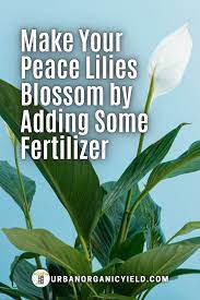 Best Houseplant Fertilizer Fertilizer For Plants Fertilizer House Plants