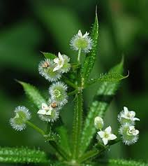 Image result for Galium stenophyllum
