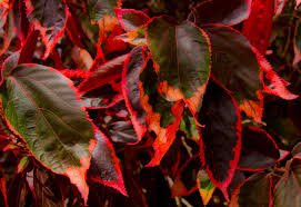 Image result for Acalypha volkensii