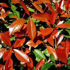 Red tip photinia is susceptible to fungal diseases when conditions are wet and humid. Is It A Good Idea To Use Red Tip Photinia Shrubs For Landscaping In Texas Dengarden