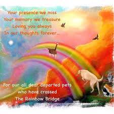 All homeward bound dogs must be spayed/neutered and receive regular veterinary care for the life of the dog, and we also require that the animals that you currently have in your home have also been spayed/neutered with a history of regular veterinary care. Over The Rainbow Bridge
