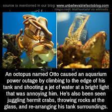 An Octopus Named Otto Caused An Aquarium Power Outage By Climbing To The Edge Of His Tank And Shooting A Jet Of W Animal Facts Unbelievable Facts Octopus Facts