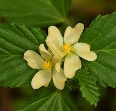 Image result for Malvastrum coromandelianum