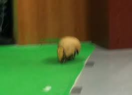 I M Not Sure Who Had More Fun The Armadillo Getting To Run Around The Studio Or All The People Chasing It Topeka Zoo Zoo Animals Run Around
