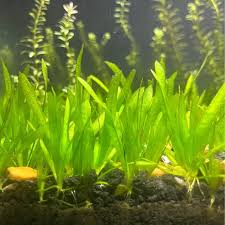 Image result for Vallisneria