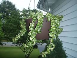 Maybe you would like to learn more about one of these? Hoya Compacta Regalis Variegated Hindu Rope World Of Succulents