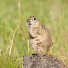 For protection over large areas where prairie dogs can come from different angles, our above ground sound repellers are the way to go. Fun Facts Gopher Or Squirrel Edmonton Area Land Trust