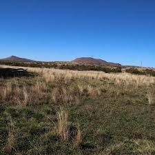 Image result for Agrostis lachnantha