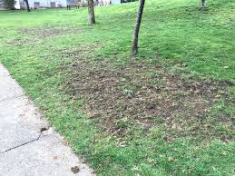 Although glue boards are available that will trap rats, they don't kill the pests right away, and when you check a trap. Why Are Crows Ruining My Lawn A K A Living With European Chafer Beetle In Vancouver Ubc Botanical Garden