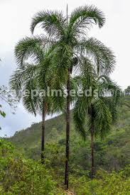 Image result for Syagrus