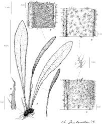 Image result for Elaphoglossum acrostichoides