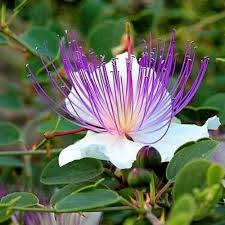 Image result for Capparis viminea