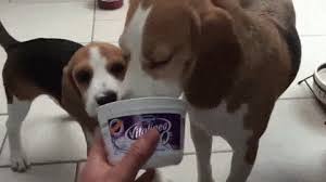 Https Encrypted Tbn0 Gstatic Com Images Q Tbn And9gcqekqvacxozuxcaslr8amnowu1mc05vjgpvrg Usqp Cau Gif bin is your daily source for funny gifs, reaction gifs and funny animated pictures. 2
