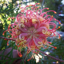 Image result for Grevillea robusta