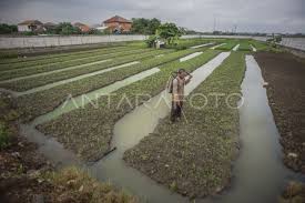 LUAS AREA PERSAWAHAN DI IBU KOTA | ANTARA Foto