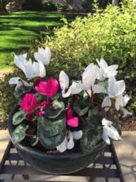 You will need to base your own plant. Houseplant Identification Cyclamen Plant Houseplant 411