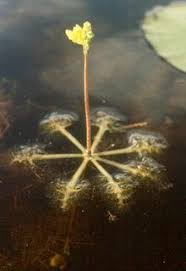 Image result for Utricularia inflexa