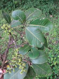 Image result for Astropanax