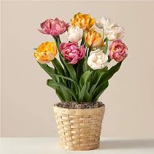 Easter is a great time of year to send flowers! Easter Tulips Shop Easter Tulip Flower Arrangements Ftd