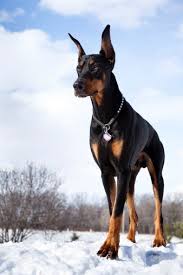 Doberman Pinscher Guard Dog In Snow Strong Proud Intelligent Dobermanpinscher Smartest Dog Breeds Doberman Dogs Doberman Pinscher Dog