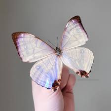 Image result for Malaxis schliebenii