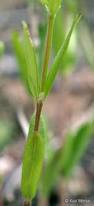 Image result for Brachystegia longifolia