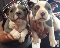 Shop the top 25 most popular 1 at the best prices! Blue Nose Pitbull Puppies 6 Weeks For Sale In Salinas California Classified Americanlisted Com