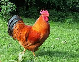 New Hampshire Red Rooster Chicken Breeds New Hampshire Hampshire