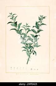 Image result for Salvadoraceae