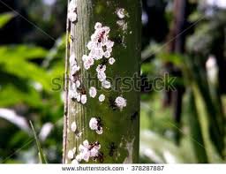 Résultat de recherche d'images pour "ants and mealybugs"