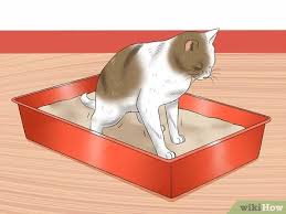 Eine darmspülung kann auch zu hause vorgenommen werden. Einer Katze Zuhause Einen Einlauf Geben 11 Schritte Mit Bildern Wikihow
